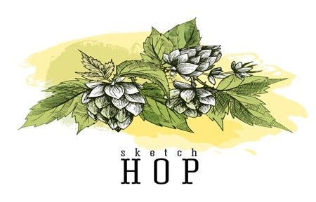 How Beer Hops Prevent Osteoporosis